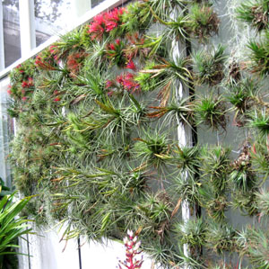 Farichild Tropical Gardens wall Fall 2009.  Photo by Stibolt