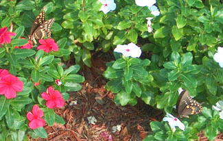 Palamedes Swallowtail and a Spircebush Swallowtail 
        enjoy the Vinca - Photo by Stibolt
