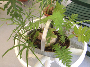 Walking Fern and Virginia Chain Ferns in a metal bucket - Photo by Stibolt