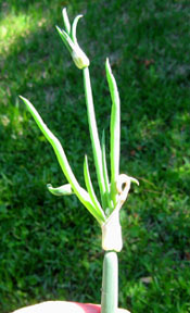 Walking onion head with no flowers, only bulblets.  Photo by Stibolt
