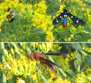Some of the insects on the goldenrods this week. Photo by Stibolt