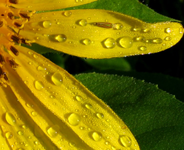 Know why water beads up like this?  Hint: it's not because it attracts photographers.  Photo by Stibolt