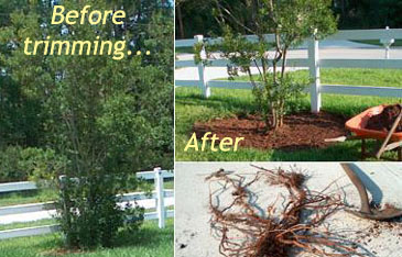 Southern Babayberry before and after