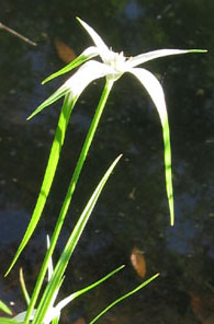 White-topped Sedge -- Photo by Stibolt