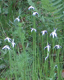 White topped Sedge lines the pond. Photo by Stibolt