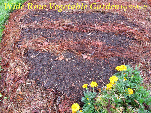 Wide row planting. Near row, red leaf lettuce "Lollo rojo"; middle row, short & sweet carrots; and far row, black-seeded simpson green leaf lettuce..