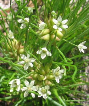 Wild-haired meadow garlic flowers are great additions to salads and stir fries.  Photo by Stibolt