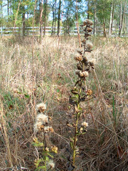 Tall white Fleabane in the foreground shows the meadow going to seed.  Photo by Stibolt
