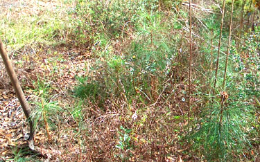Ready to dig out the pine tree seedlings.  Photo by Stibolt