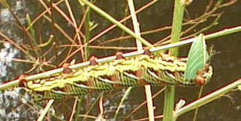 hornworm eating the last leaf on my bushy seedbox- photo by Stibolt