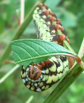 A large worm devours leaves from a bushy seedbox.  Photo by Stibolt