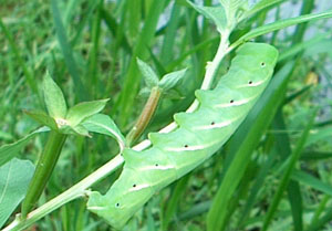 Tomato hornworm on Ludwigia peruviana - photo by Stibolt