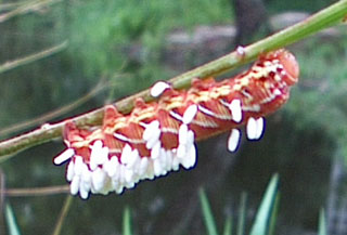 red hornworm with wasp larvae - photo by Stibolt