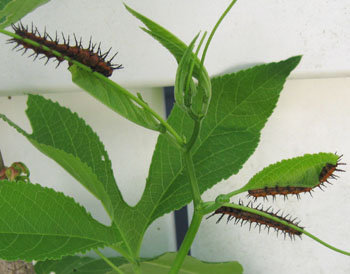 Zebra longwing caterpillars on a passionflower vine. Photo by Stibolt