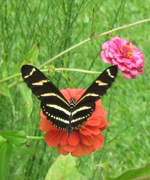Zebra longwing on orange zinnia.  Photo by Stibolt