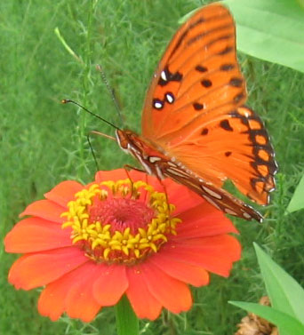 A gulf fritillary sips from a matching zinnia.  Photo by Stibolt.