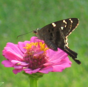 A long tailed skipper flits amongst the zinnias.  Photo by Stibolt.