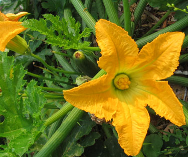 Male and female zucchini flowers.  Photo by Stibolt.