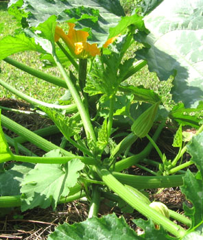 A zucchini bloom in the morning light.  Photo by Stibolt.