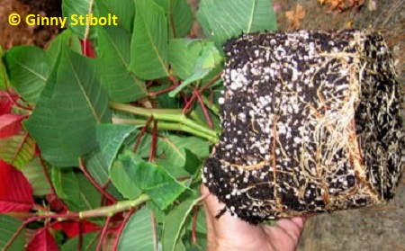 Almost root-bound, this poinsettia is ready to repot.  Photo by Stibolt